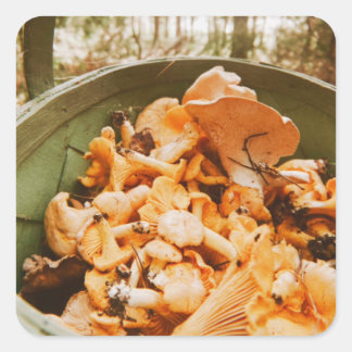 Swedish Archipelago Mushroom Foraging Photo Square Sticker