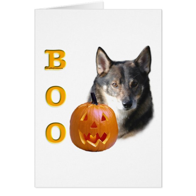 Swedish Vallhund Boo (Front)