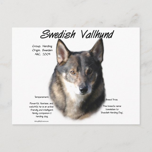 Swedish Vallhund History  Postcard (Front)