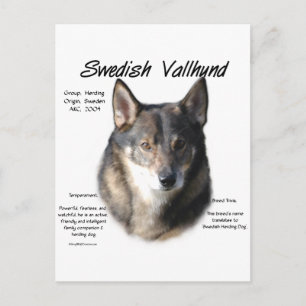 Swedish Vallhund History Postcard