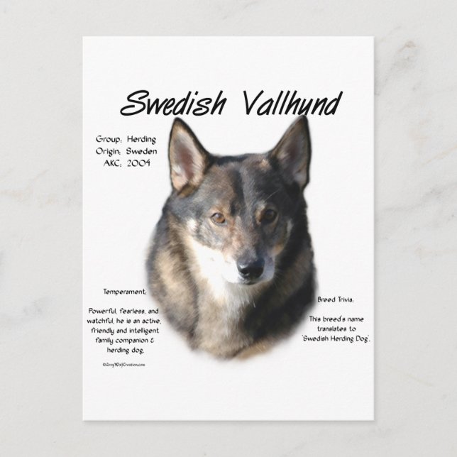 Swedish Vallhund History  Postcard (Front)