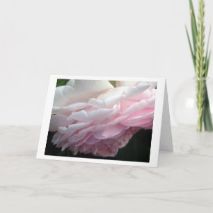 Sweeping Pink Rose Flower Greeting or Note Cards