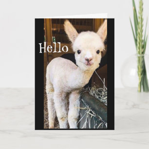 SWEET ALPACA SAYS *HAPPY 2nd BIRTHDAY" Card
