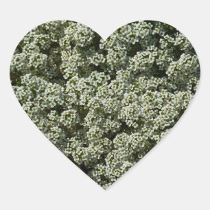 Sweet Alyssum Flowers White Floral Heart Sticker