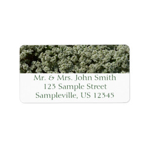 Sweet Alyssum Flowers White Floral Label