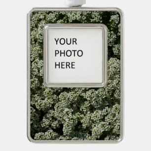 Sweet Alyssum Flowers White Floral Silver Plated Framed Ornament