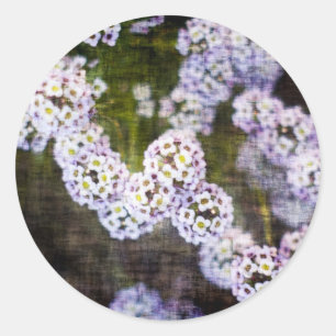 Sweet Alyssum in Grunge Classic Round Sticker