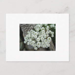 Sweet Alyssum Postcard