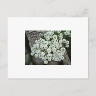 Sweet Alyssum Postcard