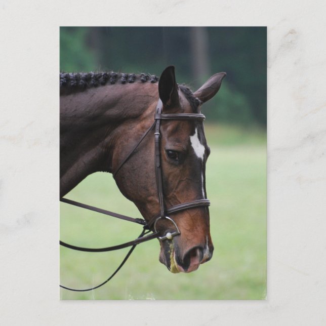Sweet Arabian Horse Postcard (Front)