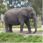 Sweet Asian Elephant Standing Photo Sculpture<br><div class="desc">What is so different for female Asian elephants? Female Asian elephants usually lack visible tusks as do males in some populations, such as those in northeast India. Wide, padded feet enable them to walk quietly. Large, flappable ears help these huge animals cool off, although elephants often must retreat to the...</div>