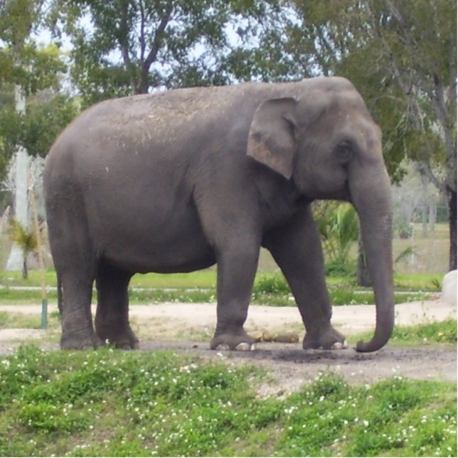 Sweet Asian Elephant Standing Photo Sculpture (Front)