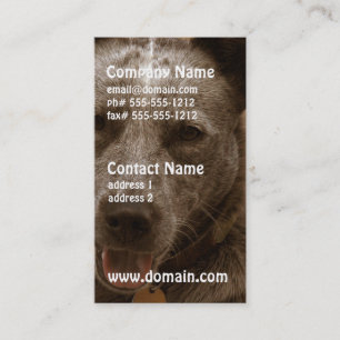 Sweet Australian Cattle Dog Business Card