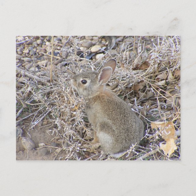 Sweet Baby Bunny Postcard (Front)