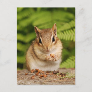 Sweet Baby Chipmunk Postcard