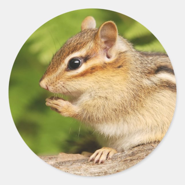 sweet baby chipmunk with snack classic round sticker (Front)