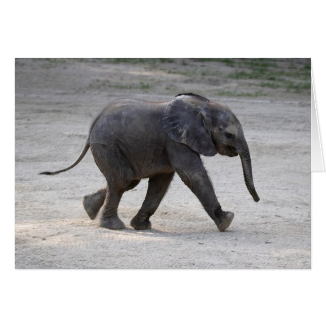 Sweet Baby Elephant Kibali (Front Horizontal)