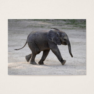 Sweet Baby Elephant Kibali