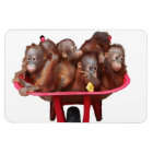 Sweet Baby Face Barrel of Monkeys