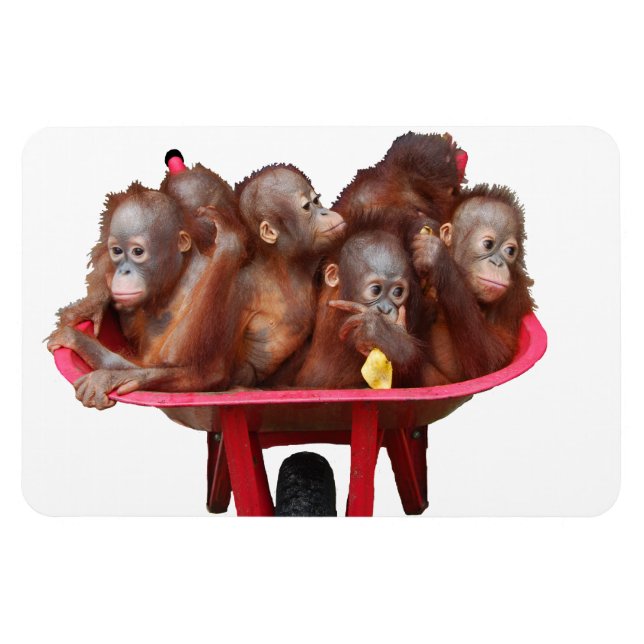 Sweet Baby Face Barrel of Monkeys Magnet (Horizontal)