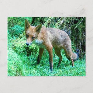 Sweet Baby Fox Countryside Holiday Illustration Postcard