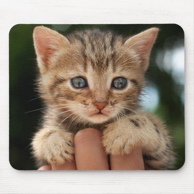 Sweet Baby Kitten Mouse Mat (Front)