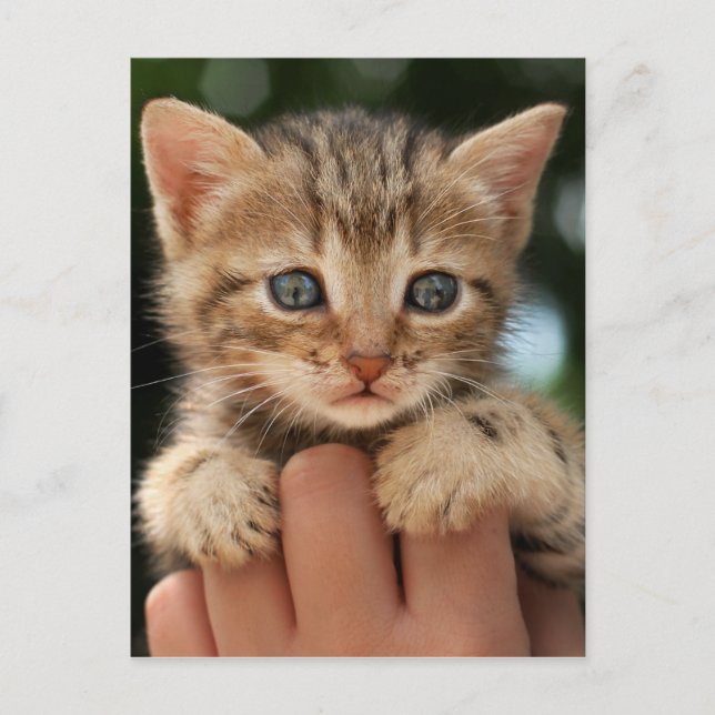 Sweet Baby Kitten Postcard (Front)
