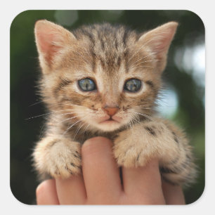 Sweet Baby Kitten Square Sticker