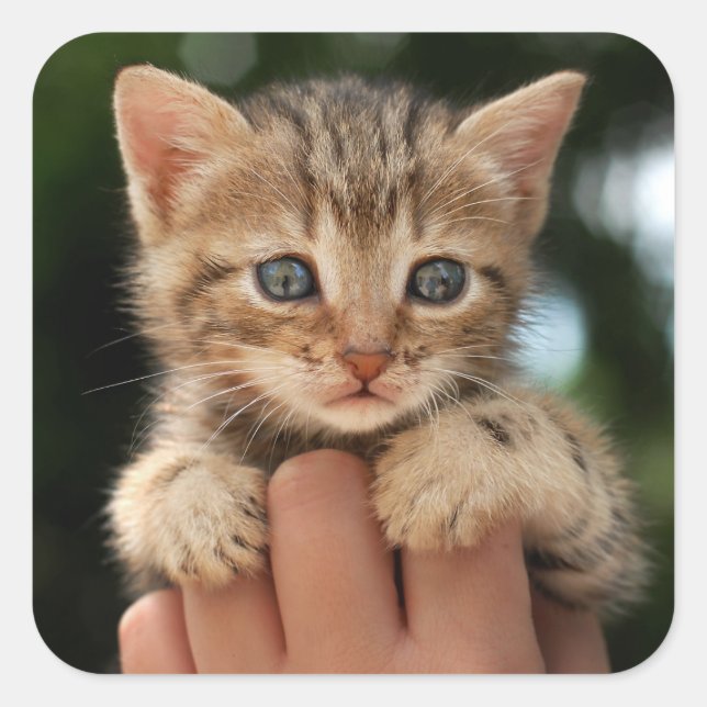Sweet Baby Kitten Square Sticker (Front)