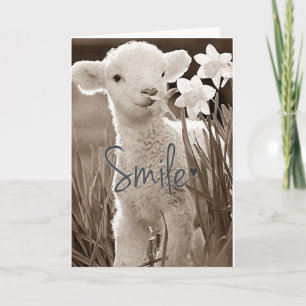 **SWEET BABY LAMB IS SO HAPPY FOR YOU** CONGRATS CARD