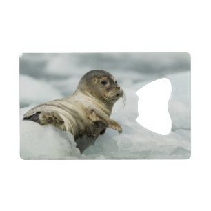 Sweet Baby Seal