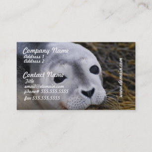Sweet Baby Seal Business Cards