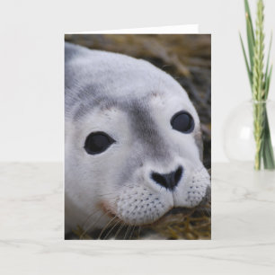 Sweet Baby Seal Greeting Cards