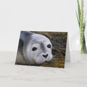 Sweet Baby Seal Greeting Cards