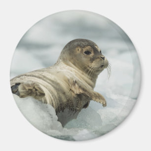 Sweet Baby Seal Magnet