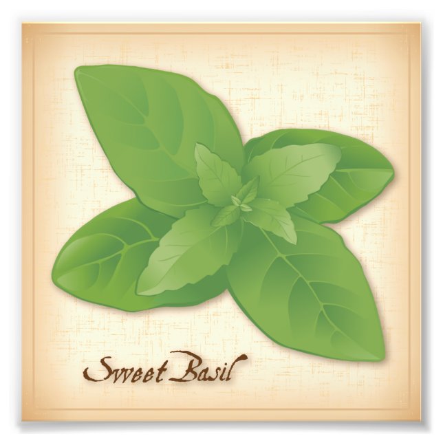 Sweet Basil Herb Photo Print (Front)