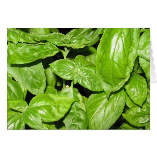 Sweet Basil, Sweet Life (Front Horizontal)