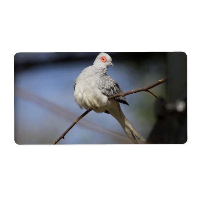 Sweet Beautiful Diamond Dove (Front)