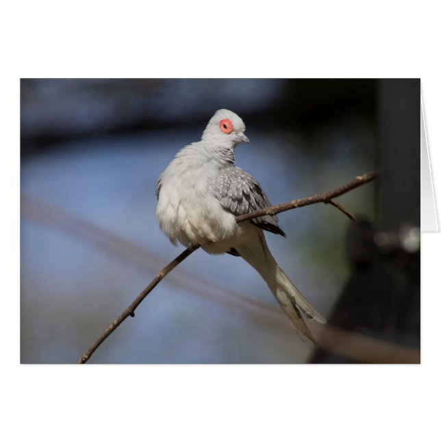 Sweet Beautiful Diamond Dove (Front Horizontal)