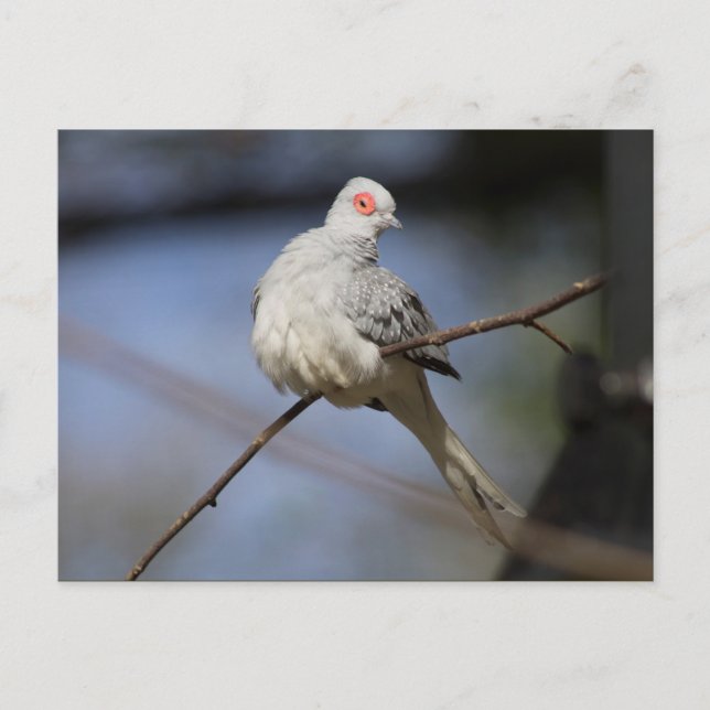 Sweet Beautiful Diamond Dove Postcard (Front)