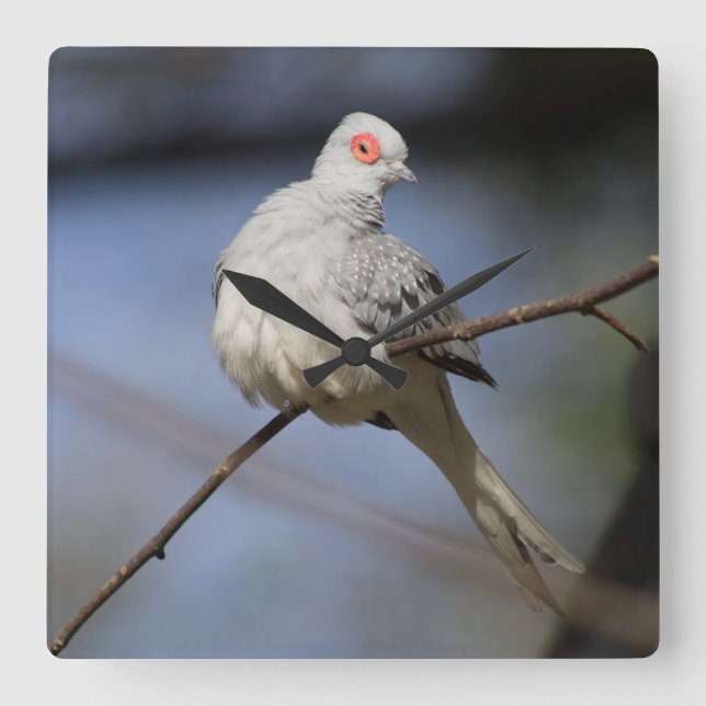 Sweet Beautiful Diamond Dove Square Wall Clock (Front)