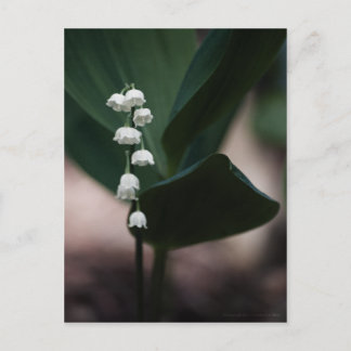 Sweet Bells Postcard