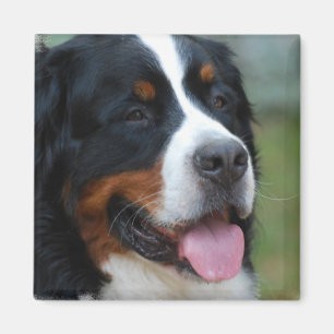 Sweet Bernese Magnet