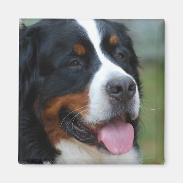 Sweet Bernese Magnet (Front)