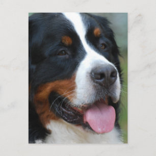 Sweet Bernese Postcard