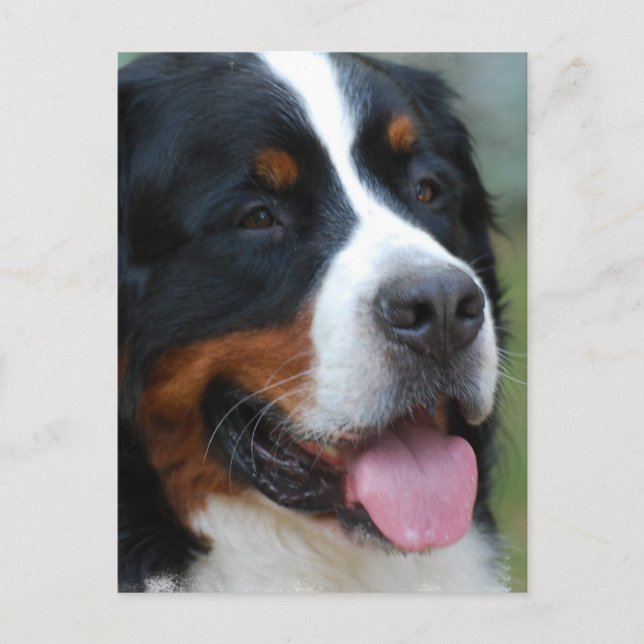 Sweet Bernese Postcard (Front)