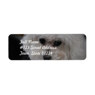 Sweet Bichon Frise