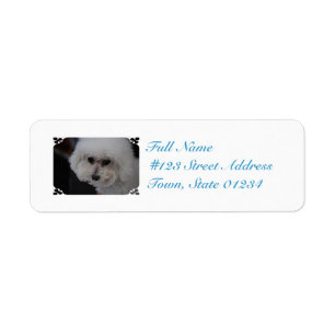 Sweet Bichon Frise