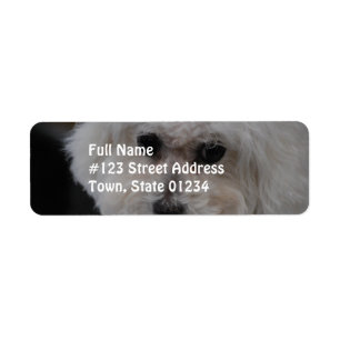 Sweet Bichon Frise