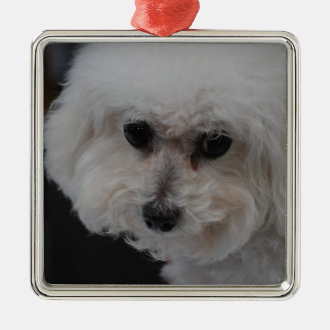 Sweet Bichon Frise Metal Tree Decoration (Front)